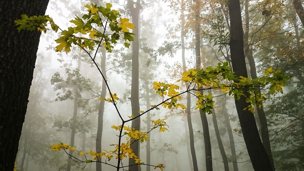 #320 • 2015. 10. 10. • Budakeszi: Hármas határ – Páty: Kopasz-hegy,&nbsp;Nagy-kopasz