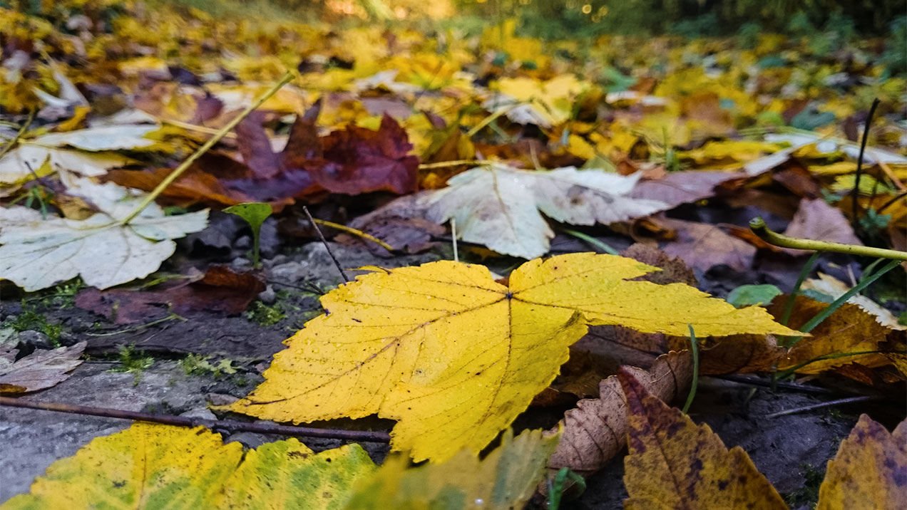 #323 • 2015. 10. 30. • Kővágótöttös – Bakonya (Mecsek #09)