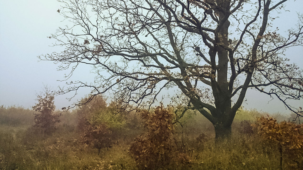 #325 • 2015. 11. 08. • Páty – Telki: Telki-hegy