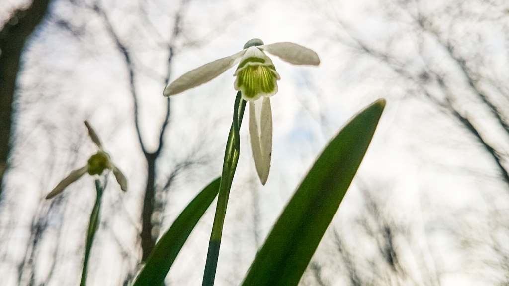 #344 • 2016. 03. 20. • Piliscsaba: Csaba-hegy, Sós-hegy,&nbsp;Nádor-hegy