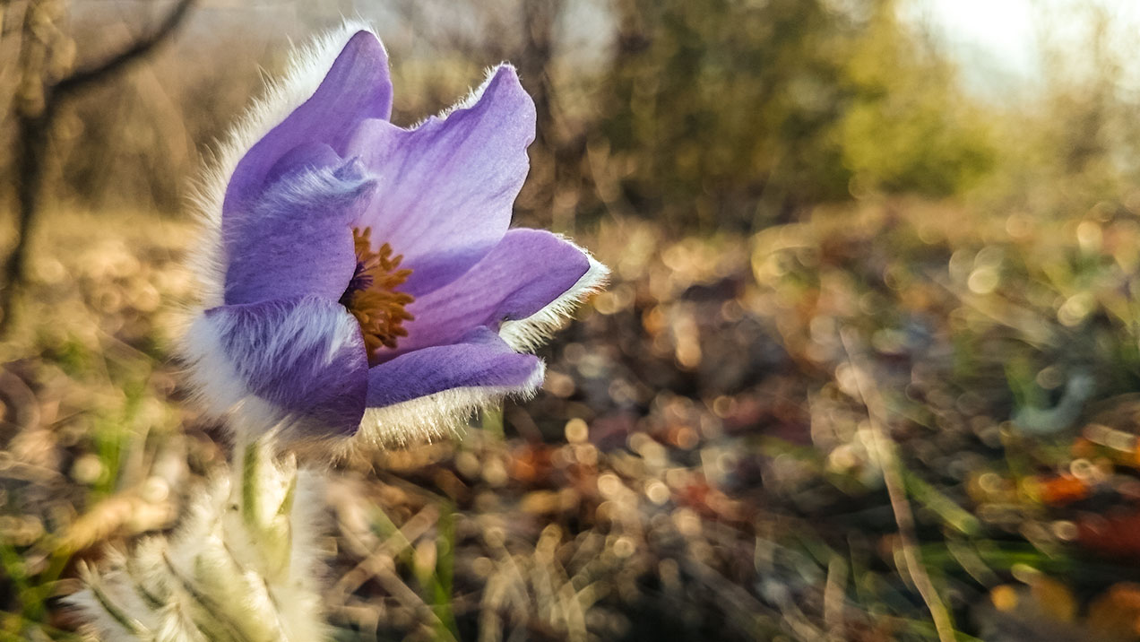 #345 • 2016. 03. 27. • Piliscsaba: Hárs-hegy, Disznófő, Kis-Szénás – Pilisszentiván: Iváni-hegy