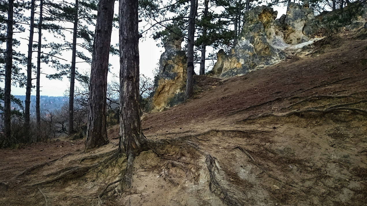 #283 • 2015. 03. 15. • Budakeszi: Sorrento – Budaörs: Farkas-hegy