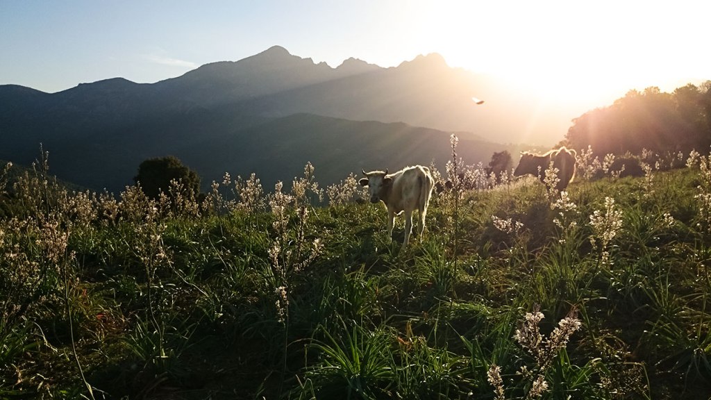 #347 • 2016. 04. 12. • Korzika: Partinello