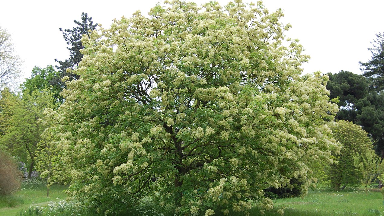 Virágos kőris (Fraxinus ornus)