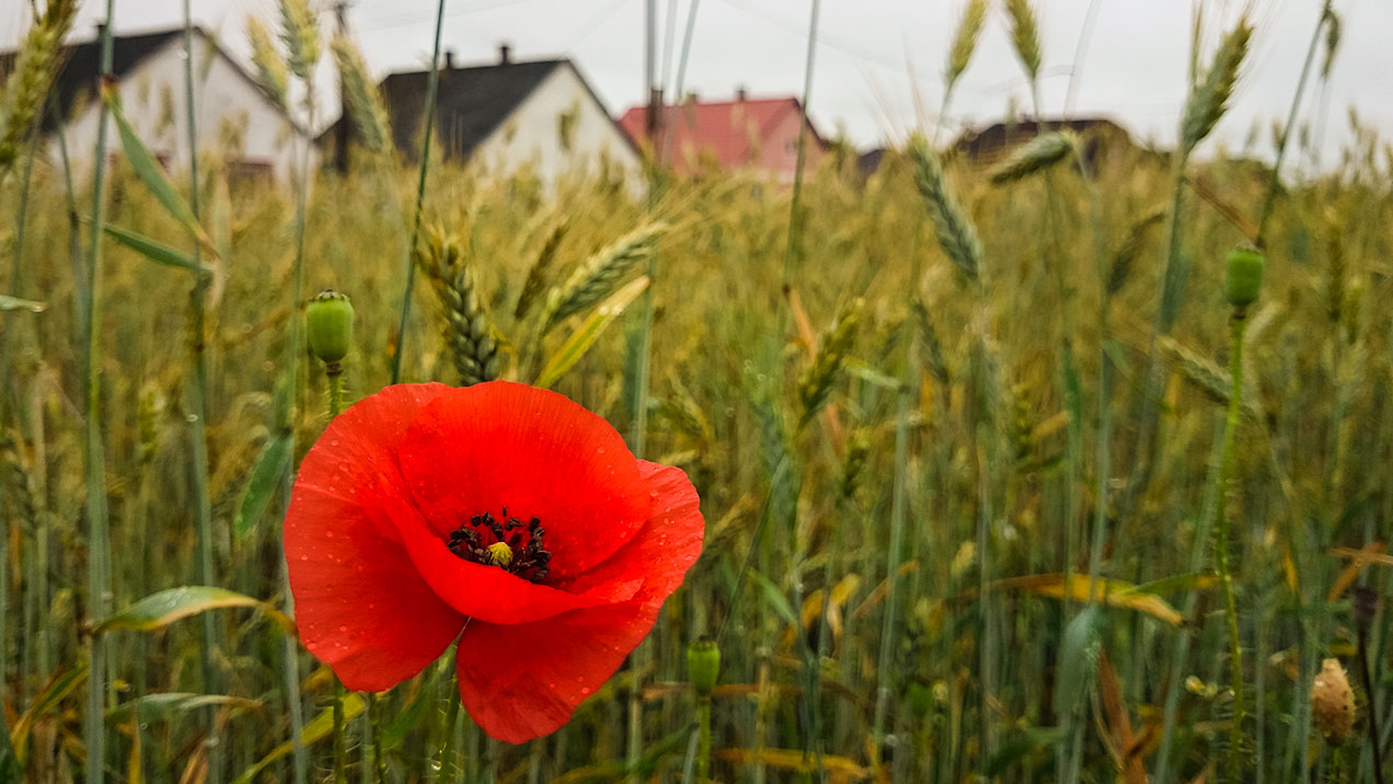 #356 • 2016. 06. 14. • Nagykálló