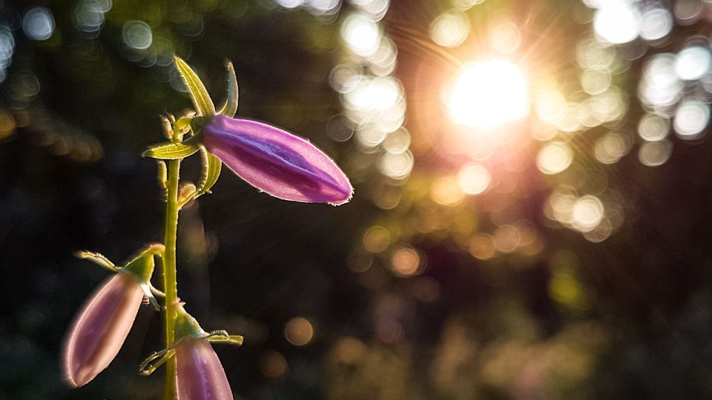 #359 • 2016. 07. 02. • Nagykovácsi: Hosszú-erdő-hegy, Remete-hegy