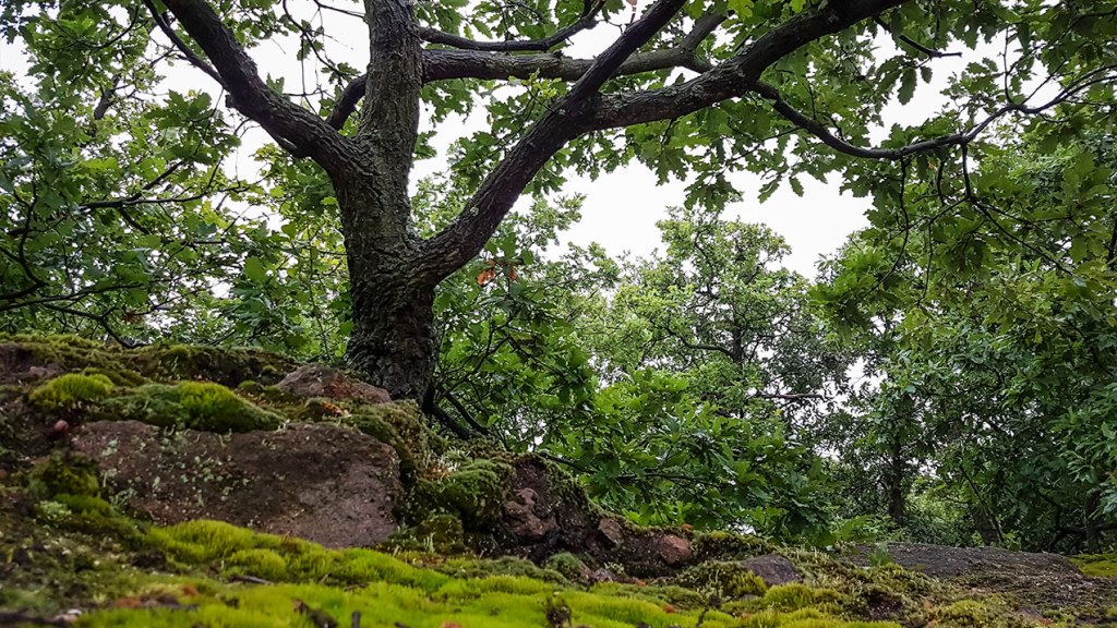 #361 • 2016. 07. 17. • Pilisborosjenő:&nbsp;Vendel-hegy