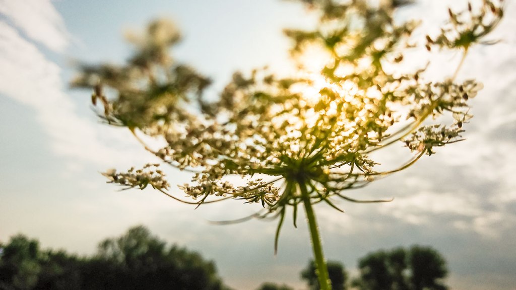 #363 • 2016. 08. 07. • Hódmezővásárhely –&nbsp;Algyő