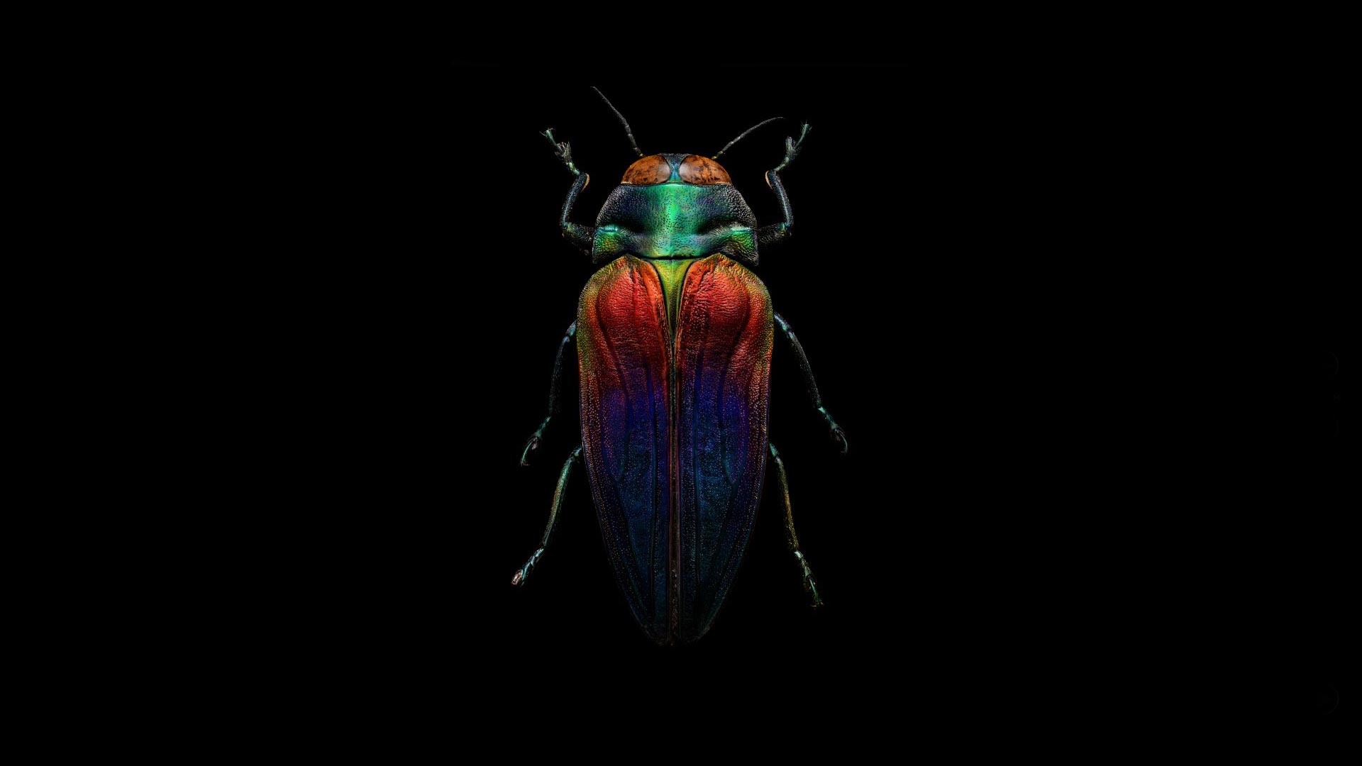 Microsculpture