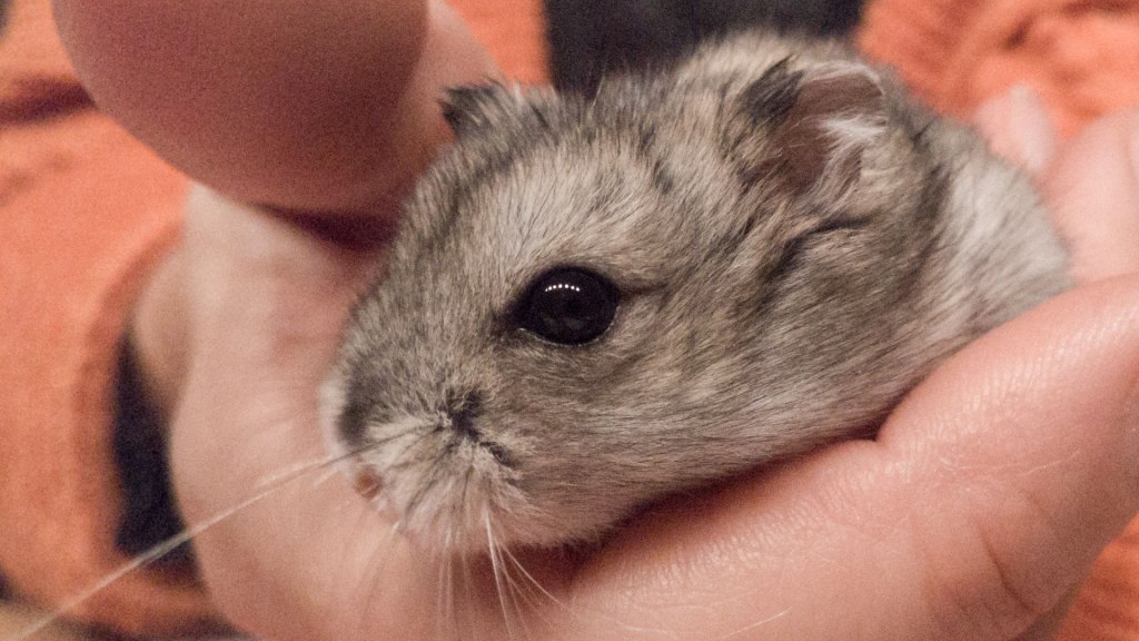 Háztáji hírmorzsák