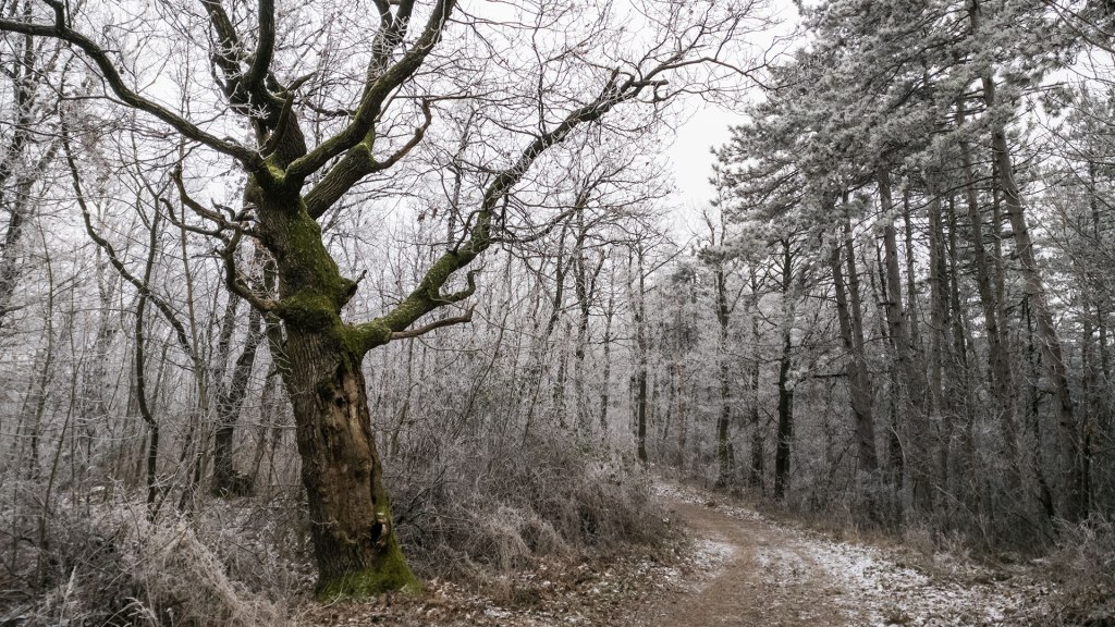 #376 • 2016. 12. 18. • Budakalász: Ezüst-kevély,&nbsp;Kő-hegy