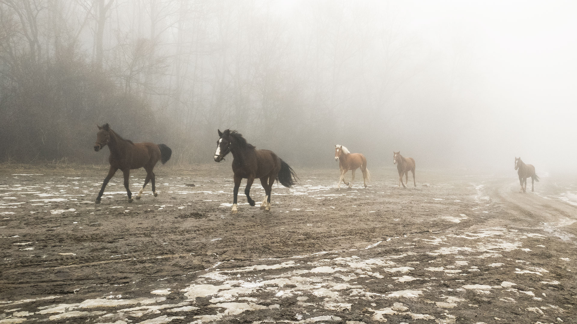 #384 • 2017. 02. 19. • Csobánka: Ziribár-hegy