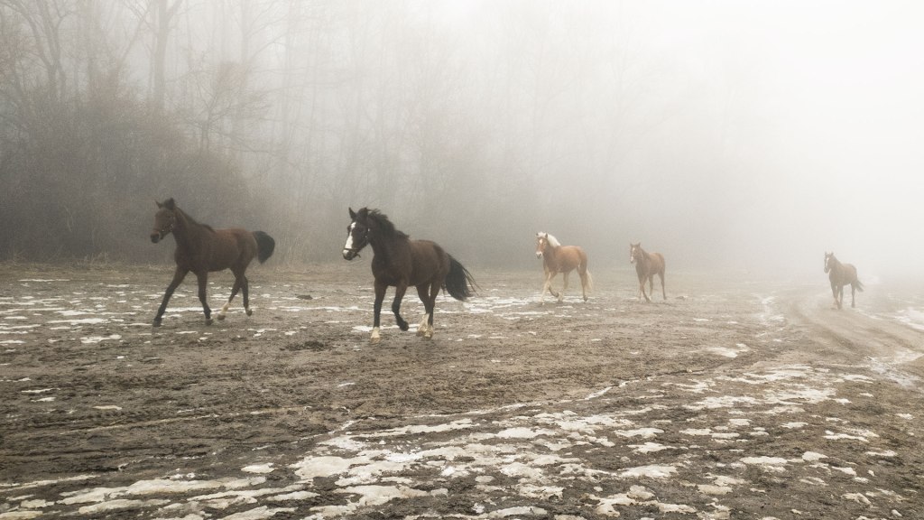 #384 • 2017. 02. 19. • Csobánka:&nbsp;Ziribár-hegy