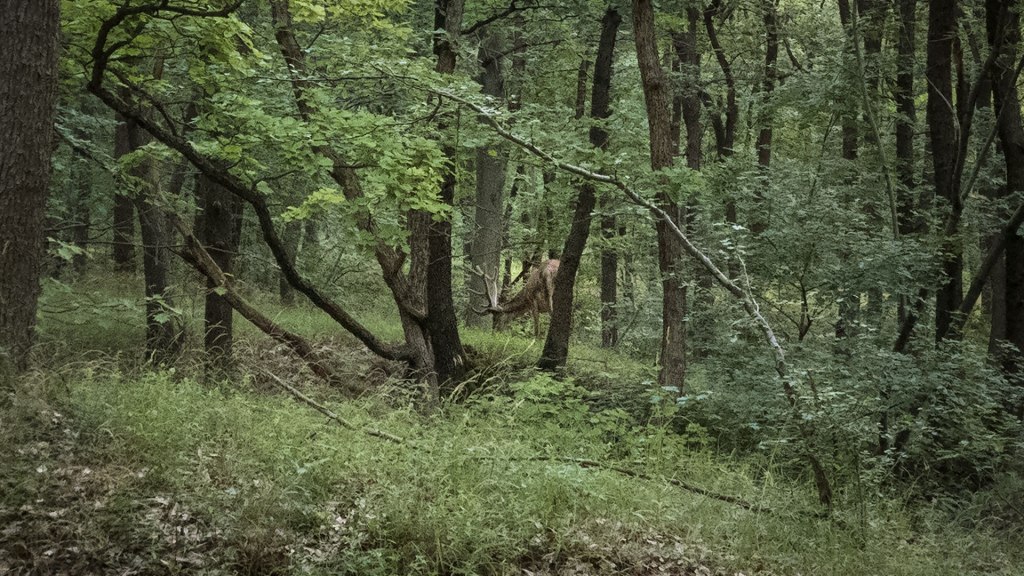 #402 • 2017. 07. 02. • Pomáz:&nbsp;Kis-Csikóvár