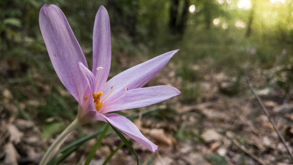 #410 • 2017. 08. 27. • Szentendre: Lajos forrás – Pomáz:&nbsp;Nagy-Csikóvár