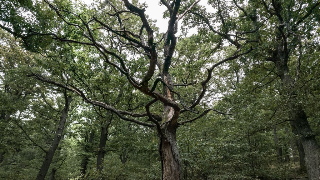 #411 • 2017. 09. 02. • Szentendre: Lajos forrás – Pomáz: Bölcső-hegy,&nbsp;Lom-hegy
