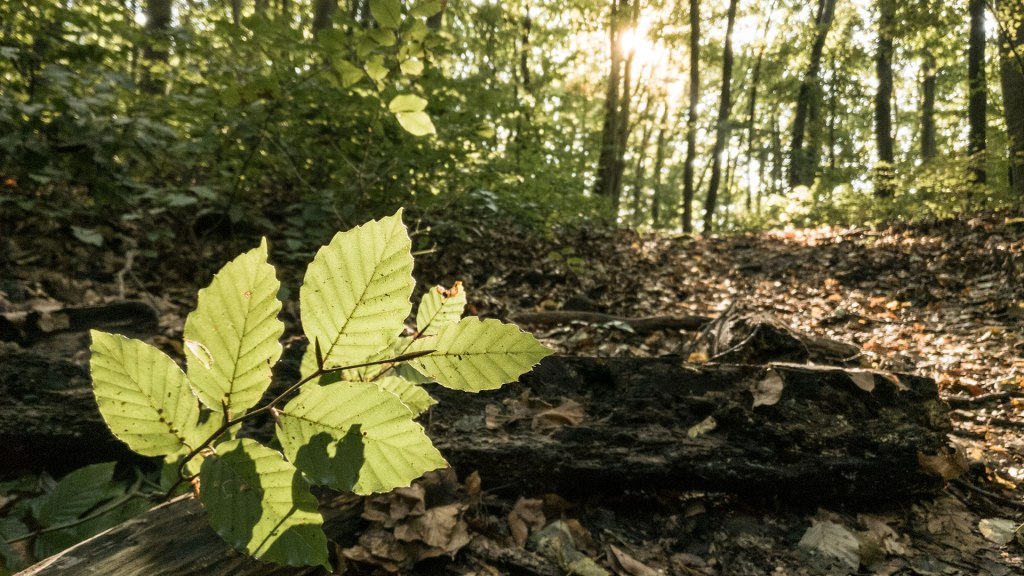 #414 • 2017. 09. 23. • Pomáz: Cseresznyés-völgy –&nbsp;Szentendre