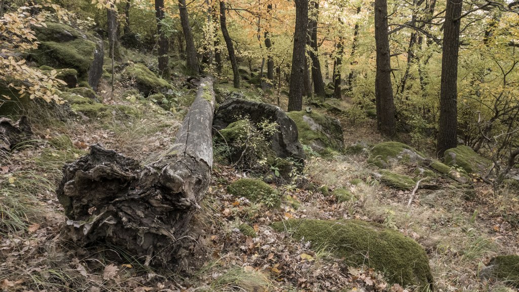 #417 • 2017. 10. 14. • Szentendre: Borz-hegy, Kapitány-hegy – Pilisszentlászló: Rózsa-hegy, Bükkös,&nbsp;Kukac-hegy
