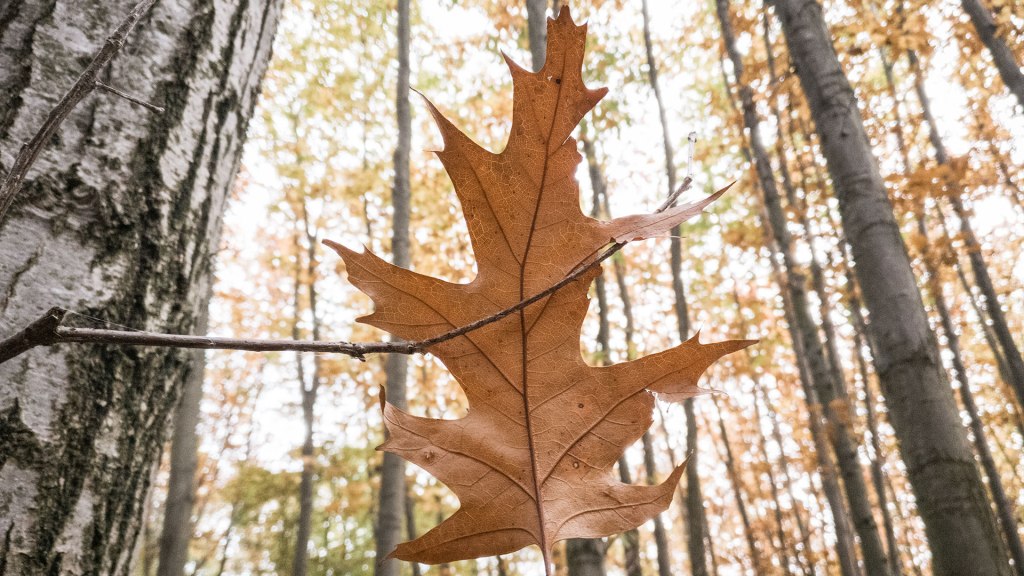 #418 • 2017. 10. 21. • Kővágótöttös – Abaliget (Mecsek&nbsp;#16)