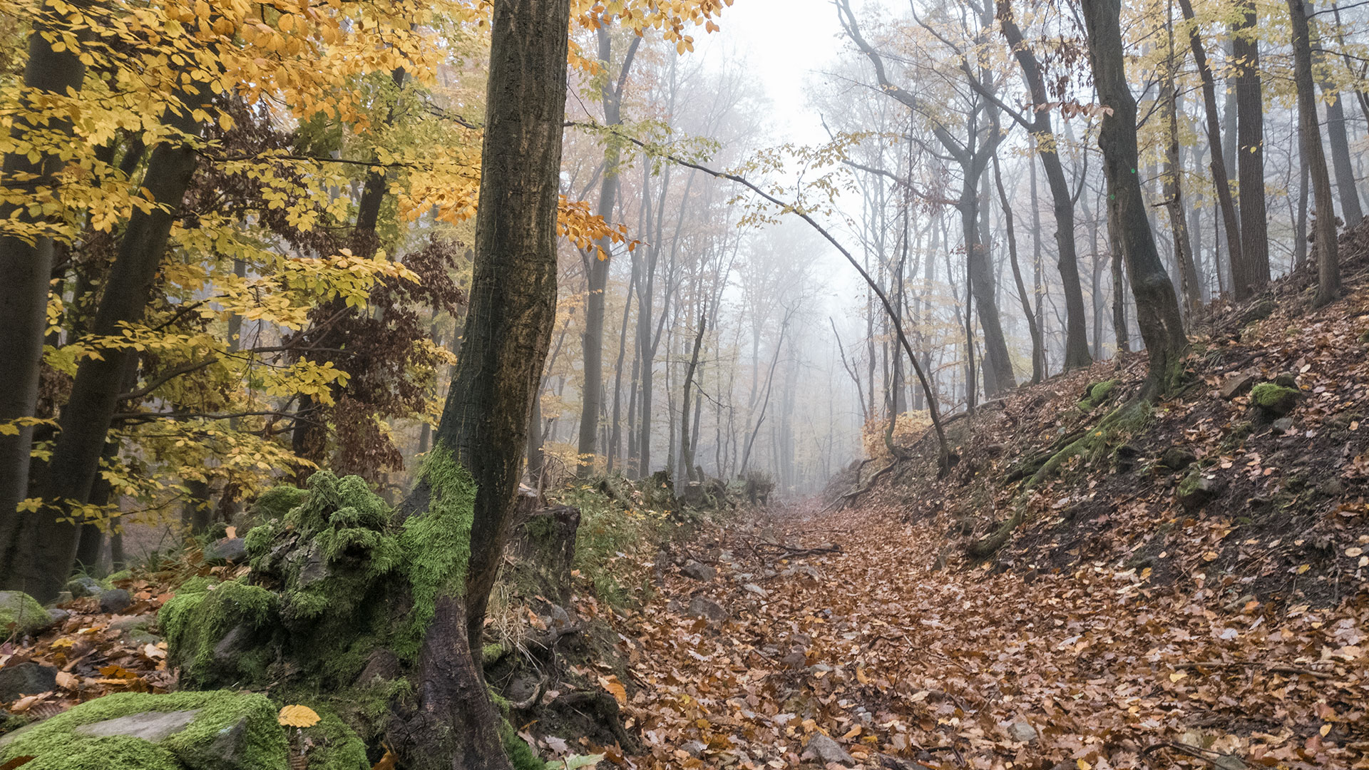 #420 • 2017. 11. 05. • Szentendre: Kövecses-hegy, Péter-hegy
