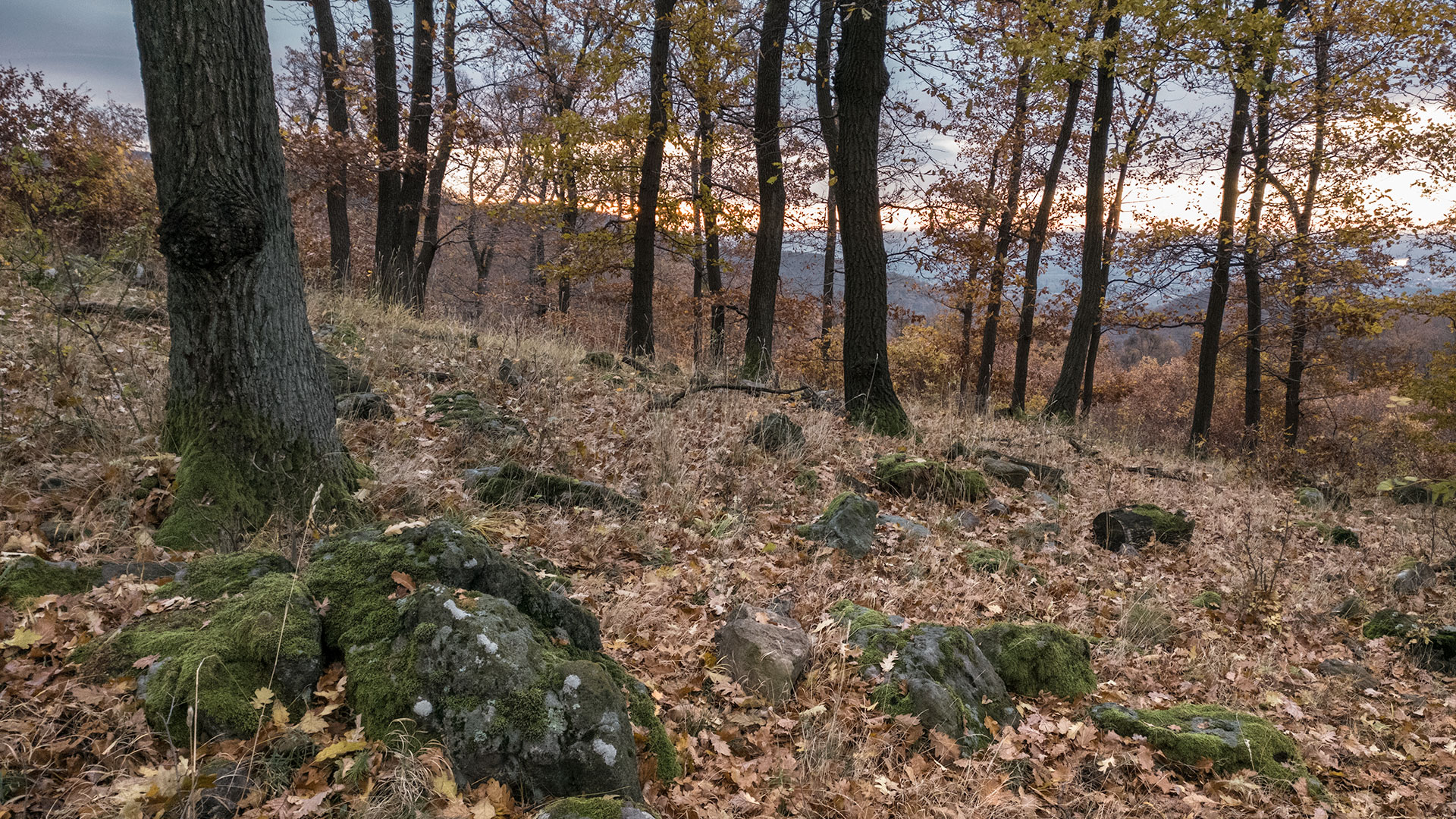 #421 • 2017. 11. 11. • Szentendre – Leányfalu: Málnás-hegy, Málnás, Bogon-völgy, Nyerges