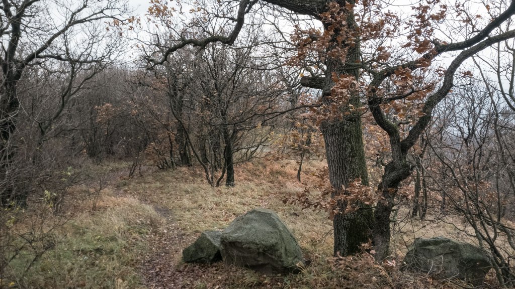 #423 • 2017. 11. 26. • Szentendre: Macskalyuk, Sas-kövi-barlang, Nagy-Malom-hegy, Asztal-kő –&nbsp;Leányfalu