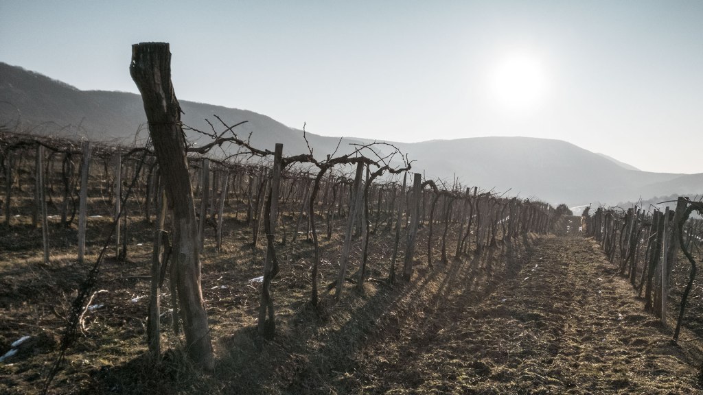 #436 • 2018. 02. 25. • Kesztölc: Patak-száj, Cseresznyés-hát, Szállás-berek,&nbsp;Lencsehegy