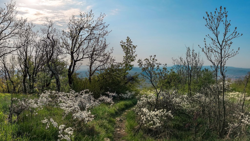 #444 • 2018. 04. 22. • Pilisszentkereszt: Két-bükkfa-nyereg, Vaskapu-hegy, Boldog Özséb-kilátó (volt 11/2 légvédelmi rakéta&nbsp;osztály)
