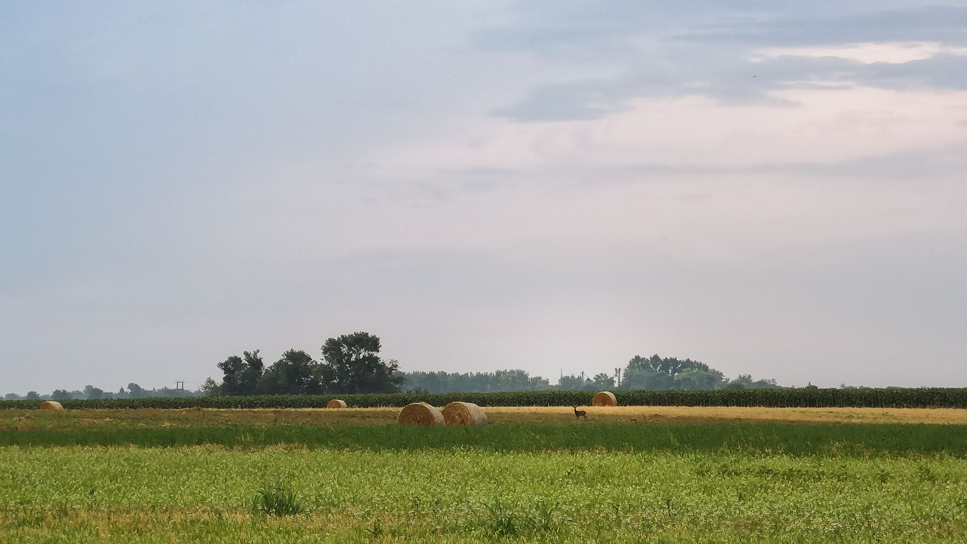 #459 • 2018. 07. 22. • Tótkomlós – Nagyér