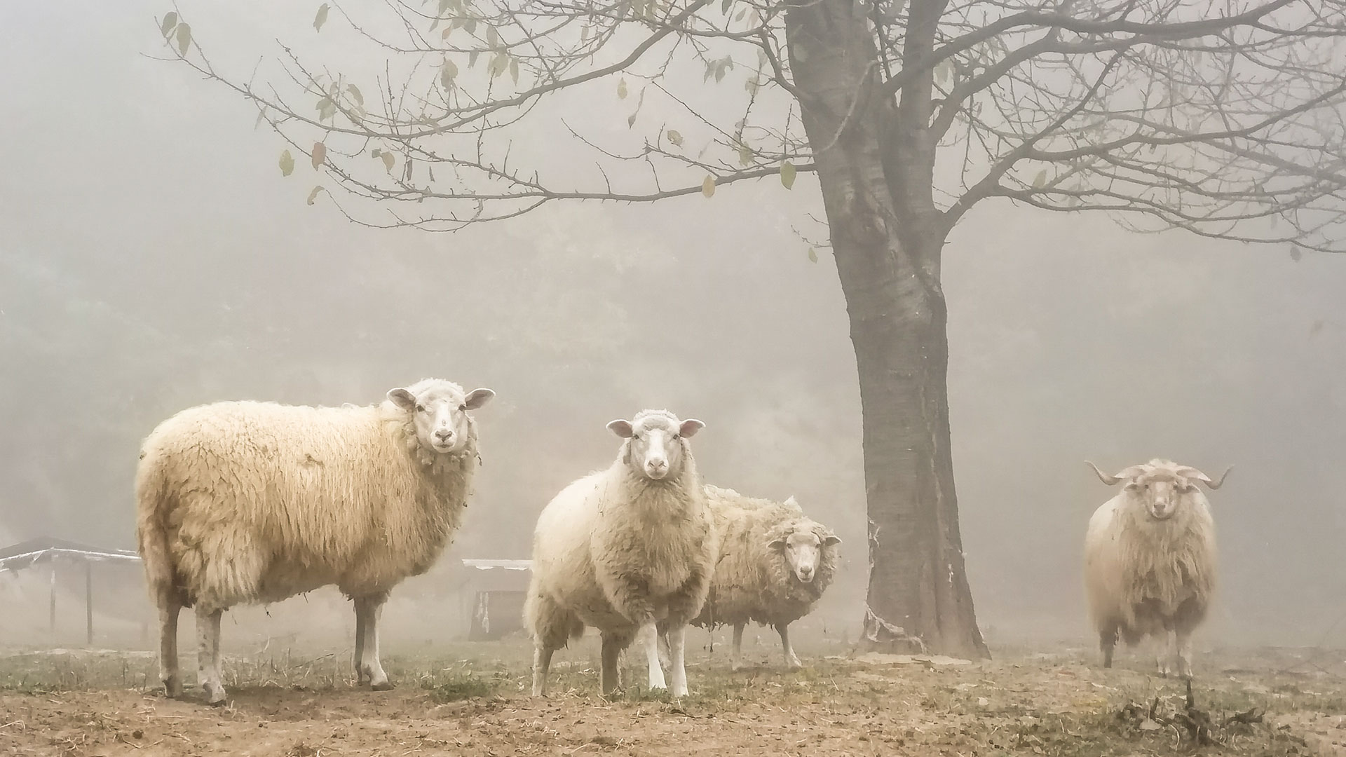 #472 • 2018. 10. 20. • Esztergom: Csurgó-berek, Kerek-berek, Szarvas-hegy