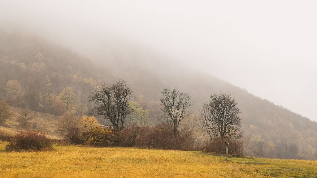 #477 • 2018. 11. 25. • Esztergom: Vaskapu-erdő,&nbsp;Bari-hegy