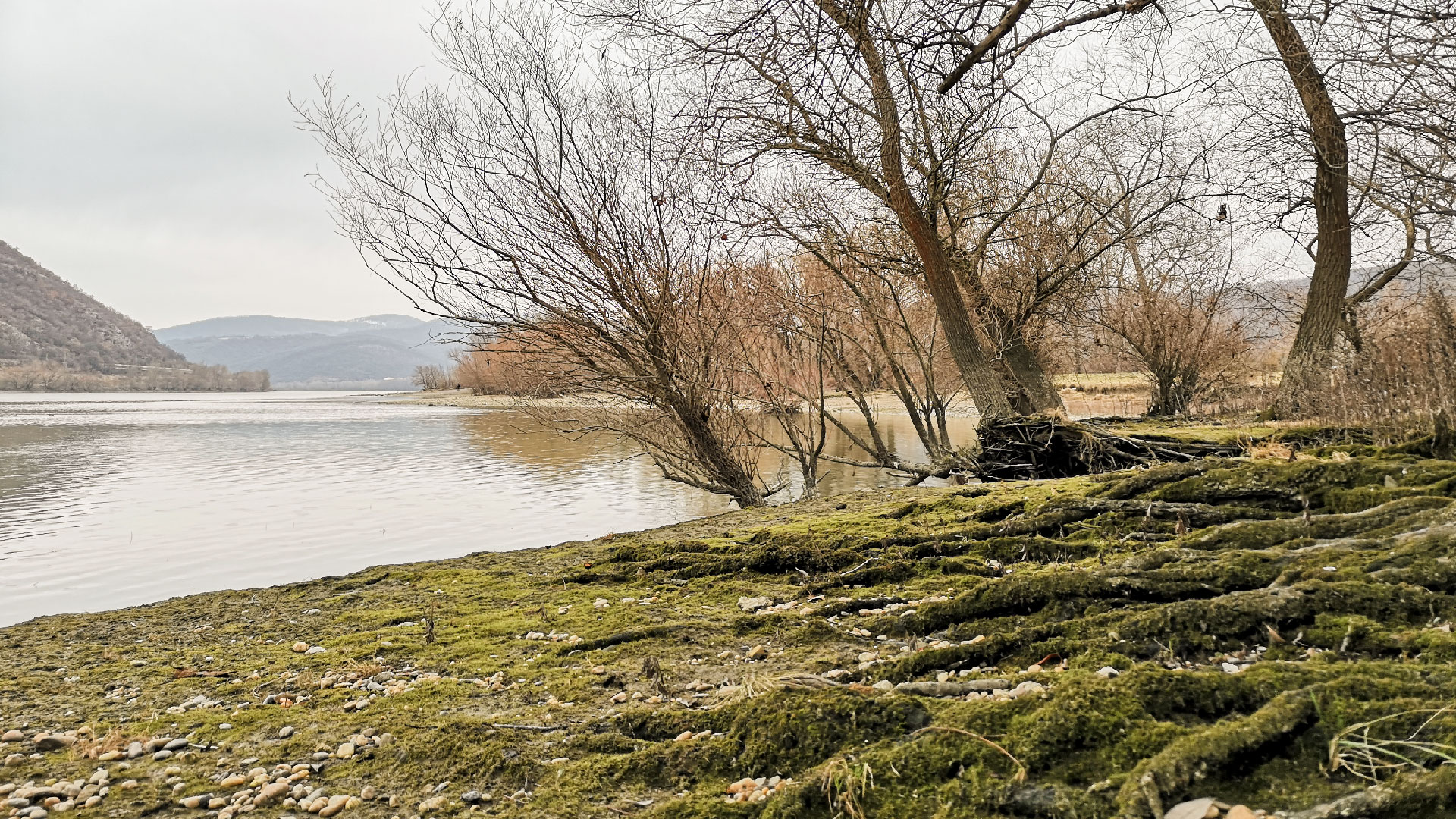 #488 • 2019. 02. 03. • Pilismarót: Duna-dűlő – Dömös: Körössy-lakótelep, Hosszú-földek, Kertekalja