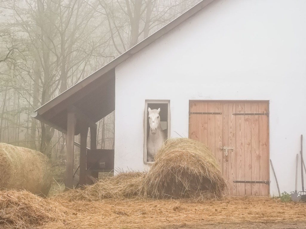 #497 • 2019. 04. 07. • Visegrád: Kis-Disznó-hegy – Dömös: Keserű-hegy,&nbsp;Szép-cseres