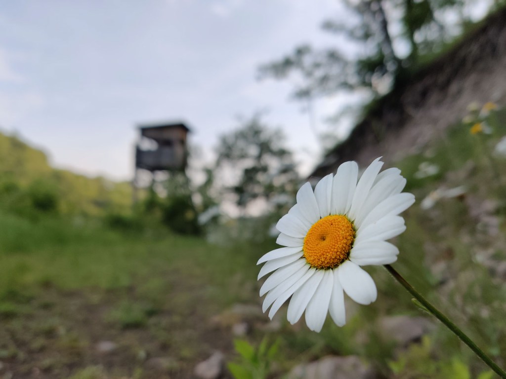 #504 • 2019. 05. 26. • Pilisszentlászló: Szent László-völgy, Apátkúti-völgy, Kis-Pap-hegy – Dunabogdány:&nbsp;Pap-rét