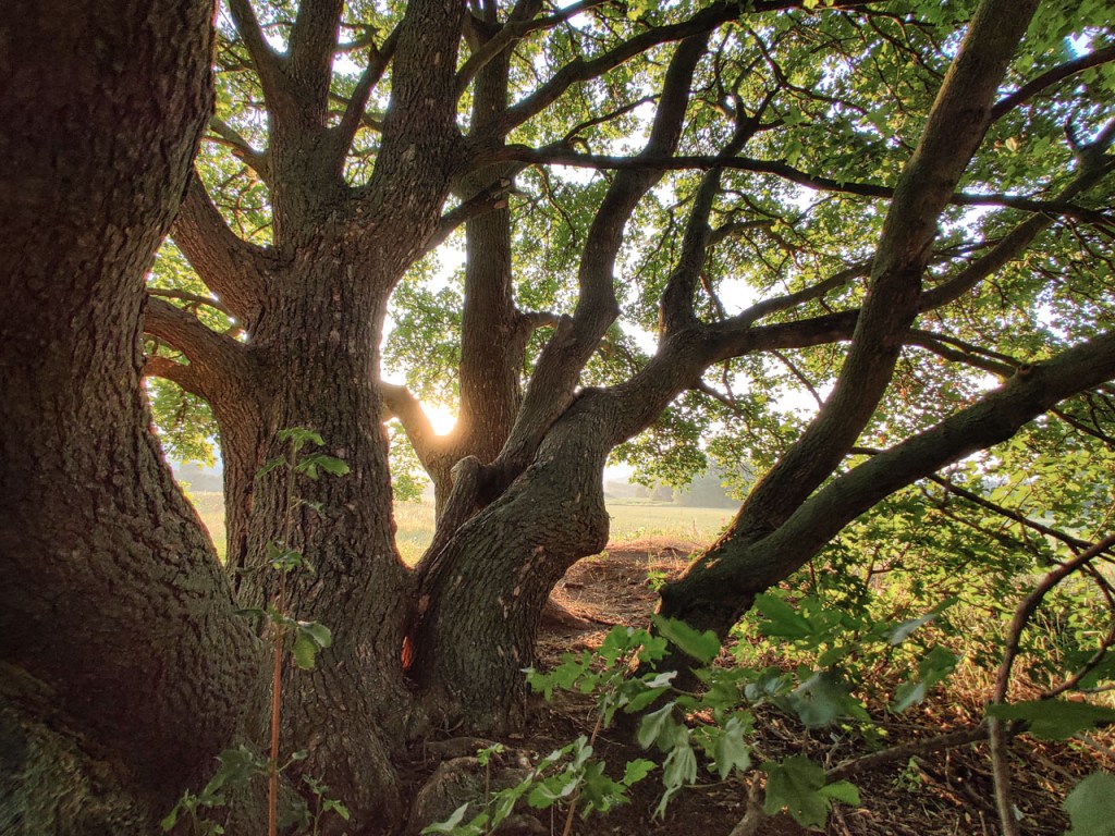 #512 • 2019. 07. 08. • Kesztölc összes (még befutatlan) #4