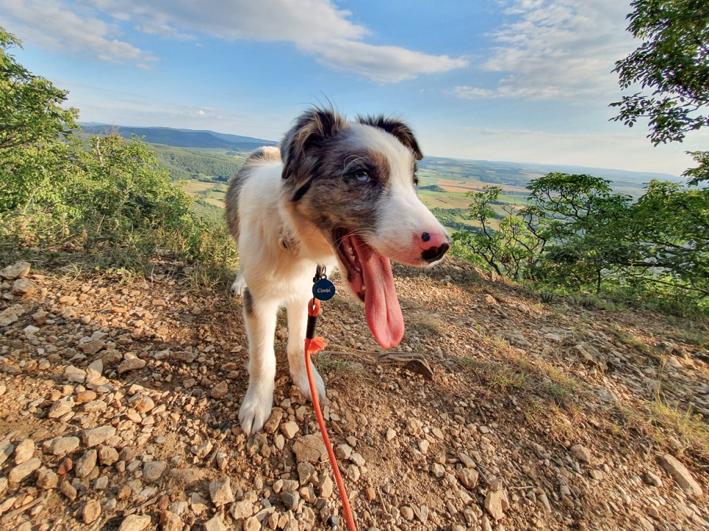 #517 • 2019. 07. 23. • Kesztölc, Cimbivel