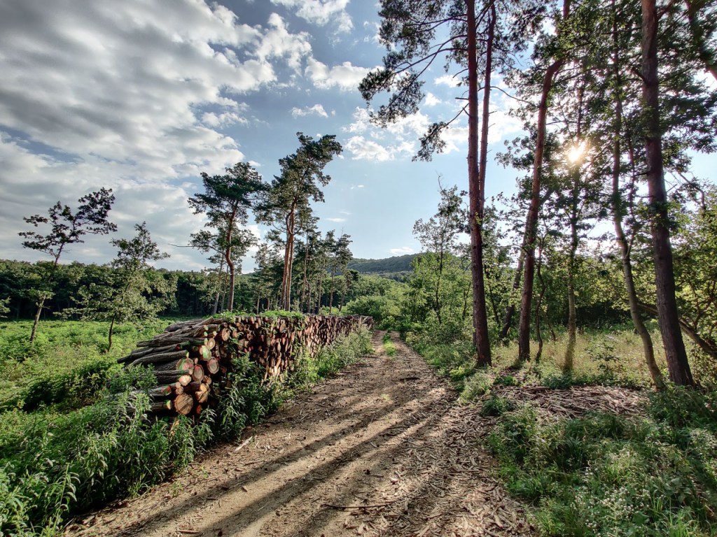 #523 • 2019. 08. 11. • Piliscsév: Tinnye-hegy – Pilisjászfalu: Nagy-Somlyó,&nbsp;Sumlin