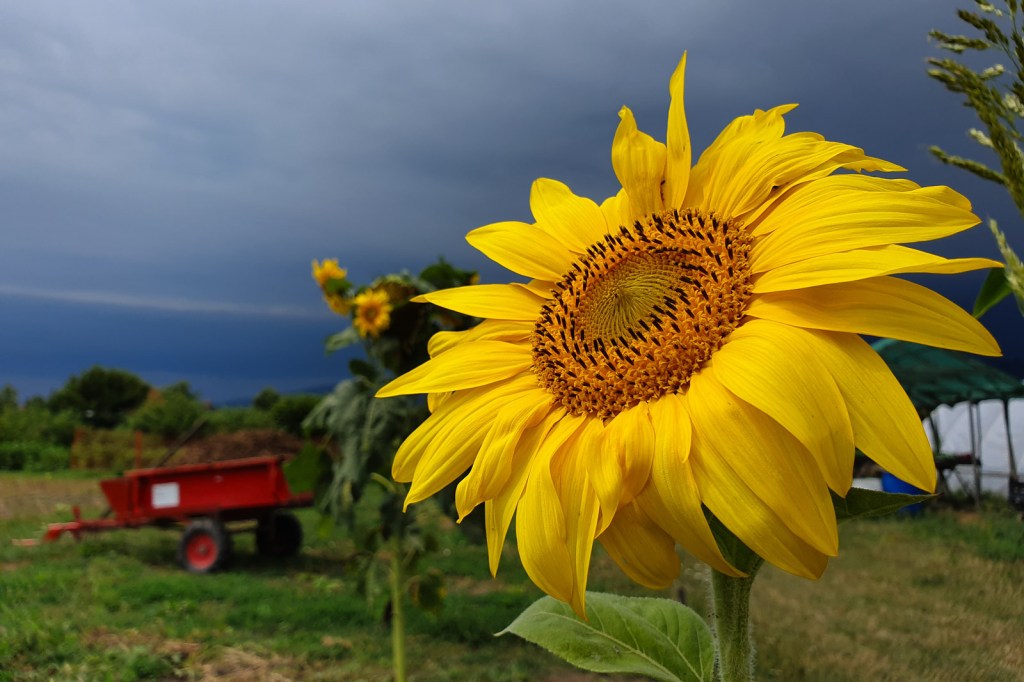 Mezítlábas kertészképző biokertész tanfolyam