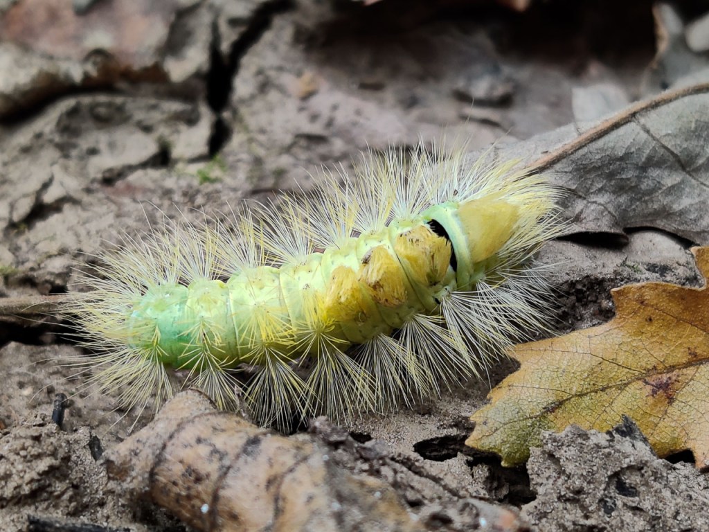 #531 • 2019. 09. 29. • Pilisszántó – Piliscsév: Bárány-hegy, Szirtes-tető –&nbsp;Piliscsaba