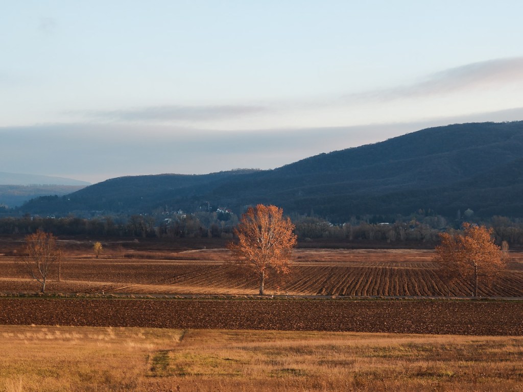 #539 • 2019. 11. 24. • Dömös: Piroska-hegyi-dűlő