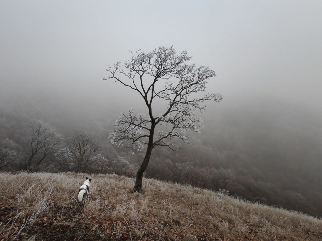 #548 • 2020. 01. 26. • Visegrád: Új-hegy, Mátyás-hegy, Nagy-bükk, Alsó-Pap-hegy, Kis-Pap-hegy&nbsp;(Cimbivel)
