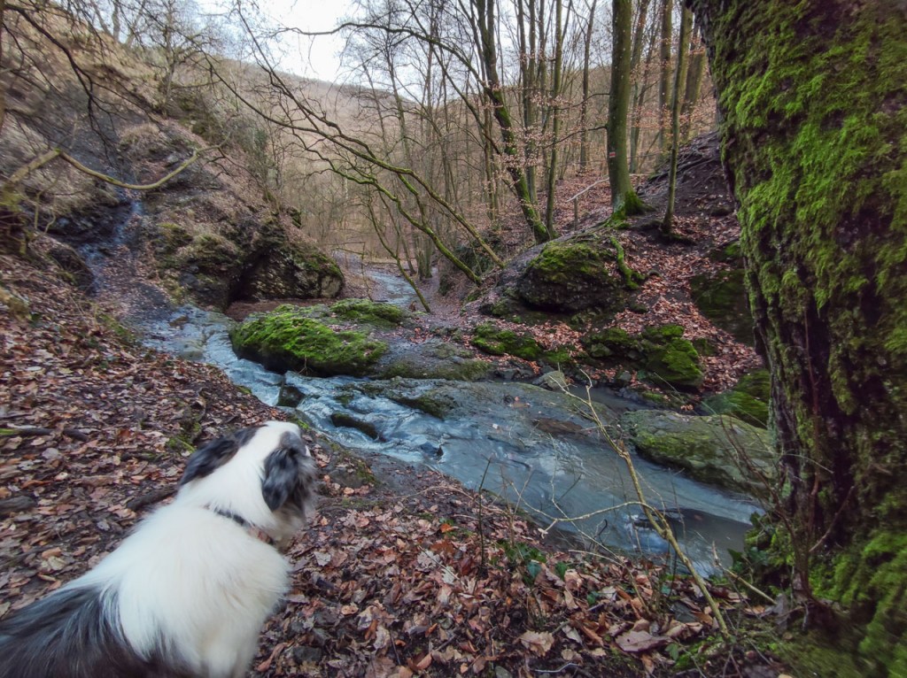 #549 • 2020. 02. 02. • Visegrád: Nagy-bükk, Spartacus-ösvény, Bánya-hegy – Pilisszentlászló (Cimbivel)