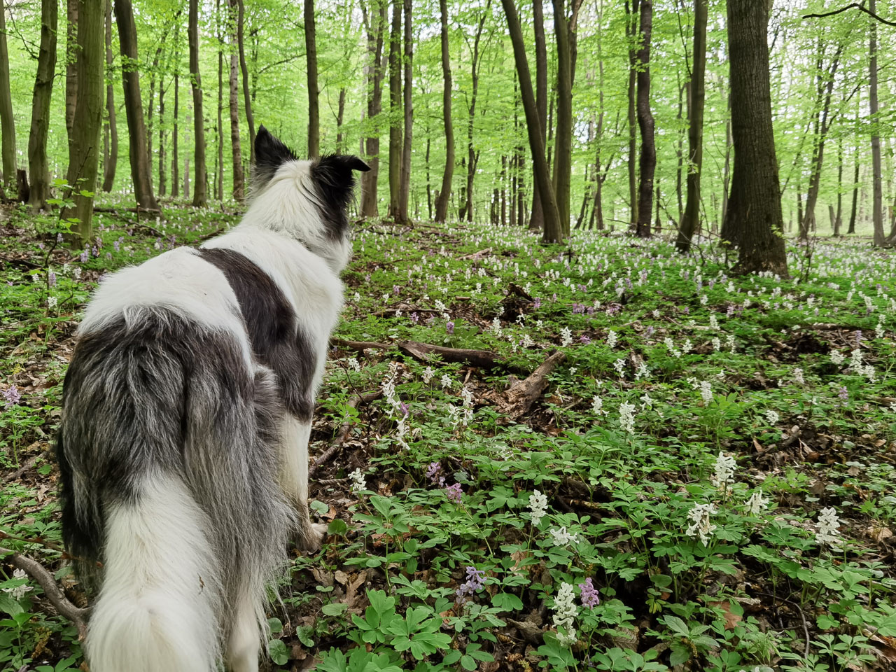 #560 • 2020. 04. 18. • Dunabogdány: Áprily-völgy, Len-hegy, Kőrös-hegy, Kecske Jankó-árok, Púp-hegy, Nagy-Homoróc (Cimbivel)