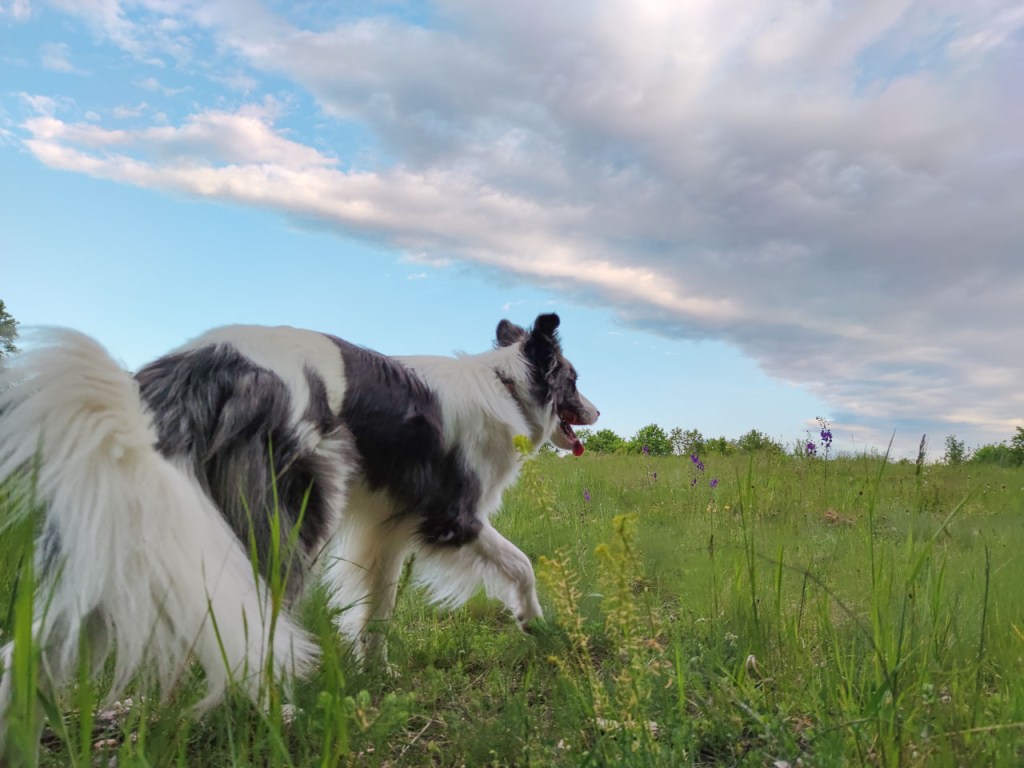 #562 • 2020. 05. 03. • Dunabogdány:Temető-dűlő, Öreg-szőlők, Sajgó-kapu, Csódi-hegy (kőbánya)&nbsp;(Cimbivel)