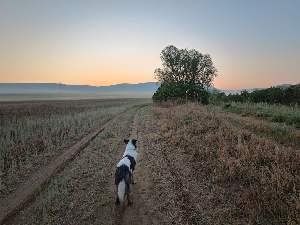 #564 • 2020. 05. 18. • Piliscsév: kőbánya, Kopasz-hegy&nbsp;(Cimbivel)