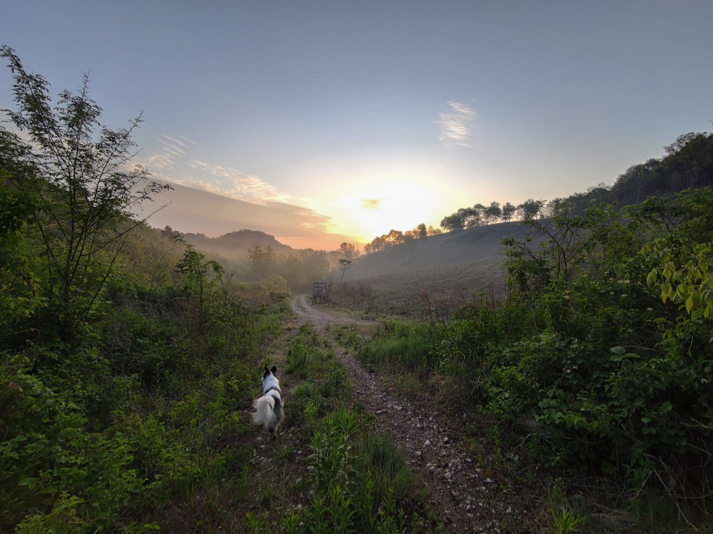 #566 • 2020. 05. 30. • Dorog: Fehér-hegy – Csolnok: Henrik-hegy&nbsp;(Cimbivel)