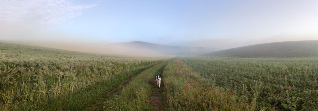 #567 • 2020. 06. 06. • Dorog – Csolnok: Rórekker – Leányvár&nbsp;(Cimbivel)