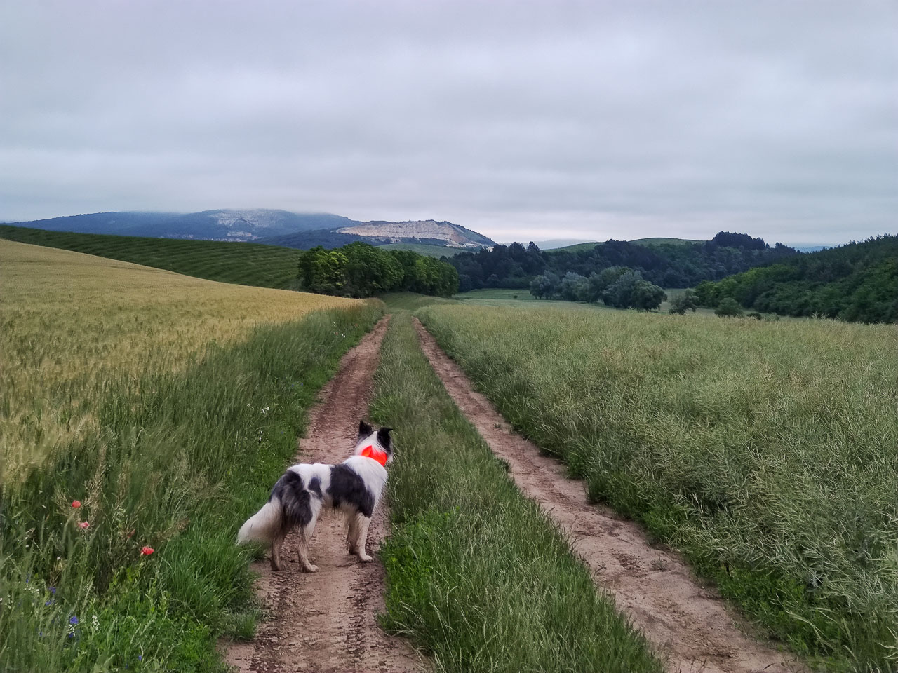 #569 • 2020. 06. 21. • Csolnok: Pollus-hegy – Dág: Juhász-hegy – Leányvár (Cimbivel)