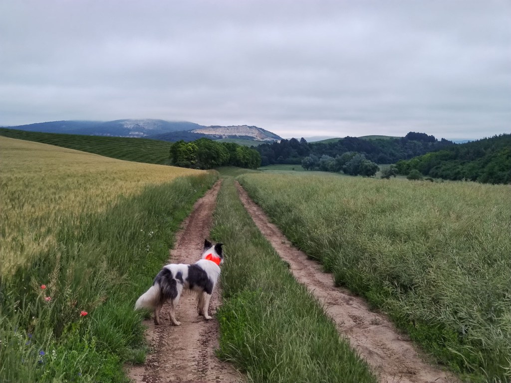 #569 • 2020. 06. 21. • Csolnok: Pollus-hegy – Dág: Juhász-hegy – Leányvár&nbsp;(Cimbivel)
