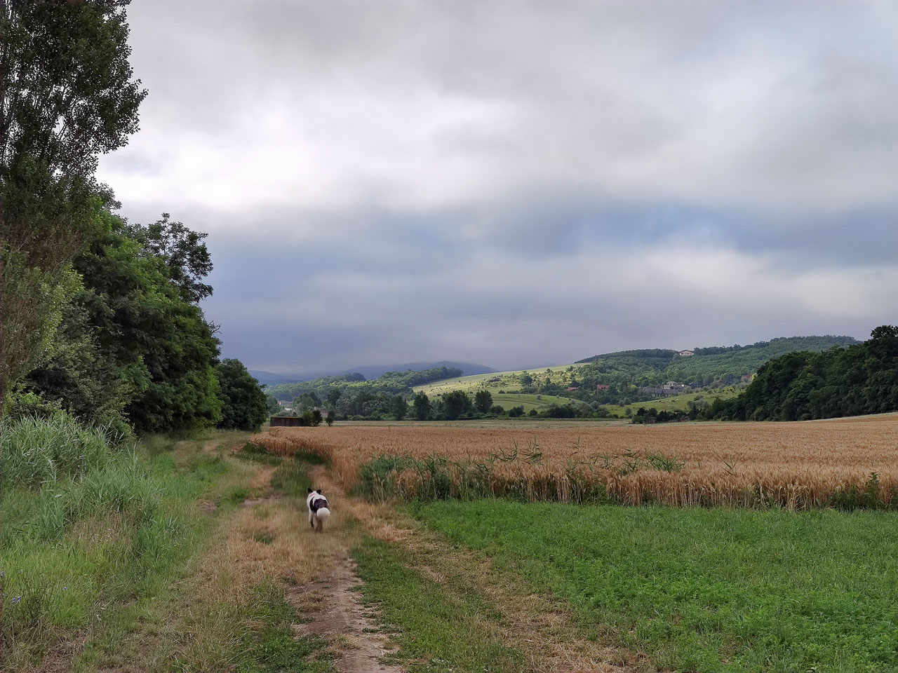 #572 • 2020. 07. 12. • Pilisjászfalu – Piliscsaba: Hosszúrét, Álomvölgy – Tinnye: Királyvölgy (Cimbivel)